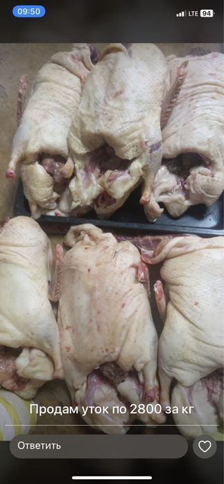 Продам уток домашних, жионых