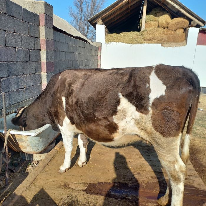 Буаз сыйр сатылады