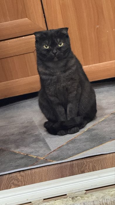 Отдам вислоухая кошку в добрые руки в связи с переездом