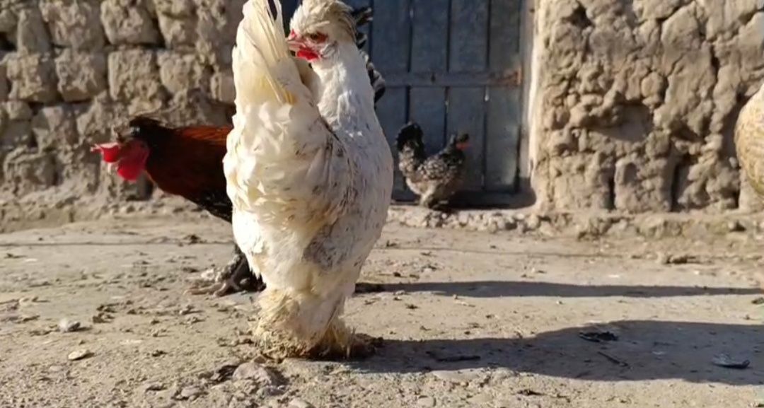 продам домашнее животное