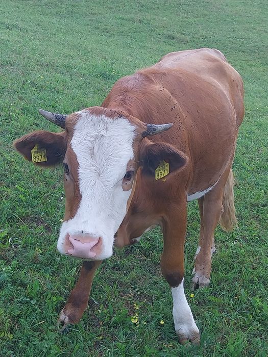 Vând 2 juninci de aproape 2 ani