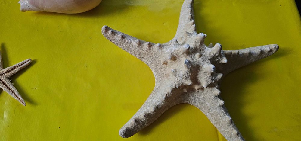 decoratiune acvariu terariu coral scoici decorative