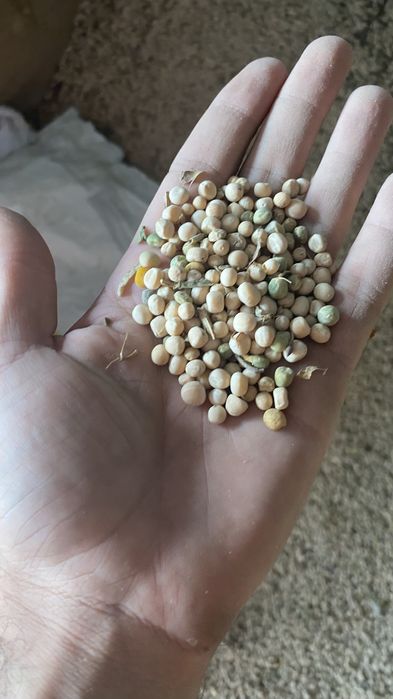 OFERTA 2 lei kg mazare furajera si mazare de samanta productie 2025!
