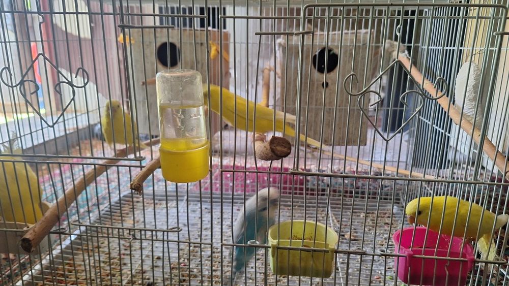 Тутикушлар сотилади