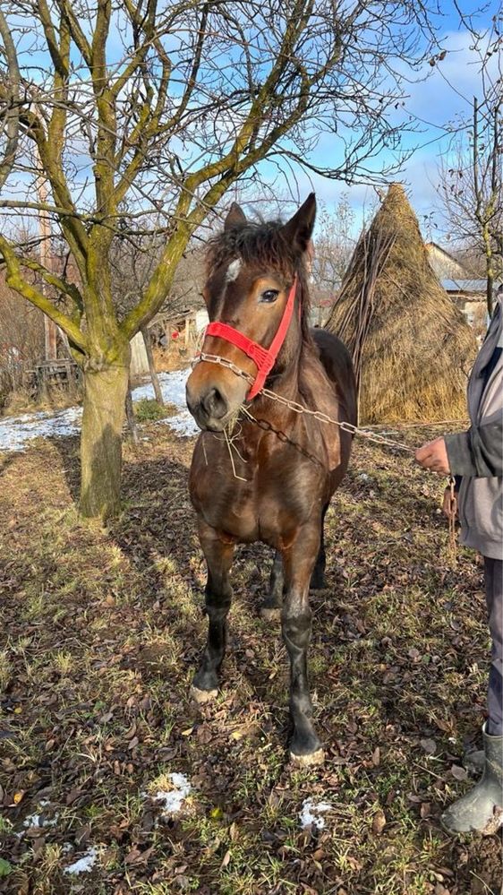 Vand 2 manze in varsta de 1,8 ani si 8 luni