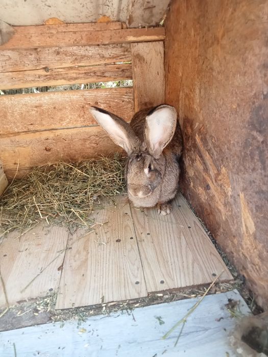 Femelă uriaș german  tatuată