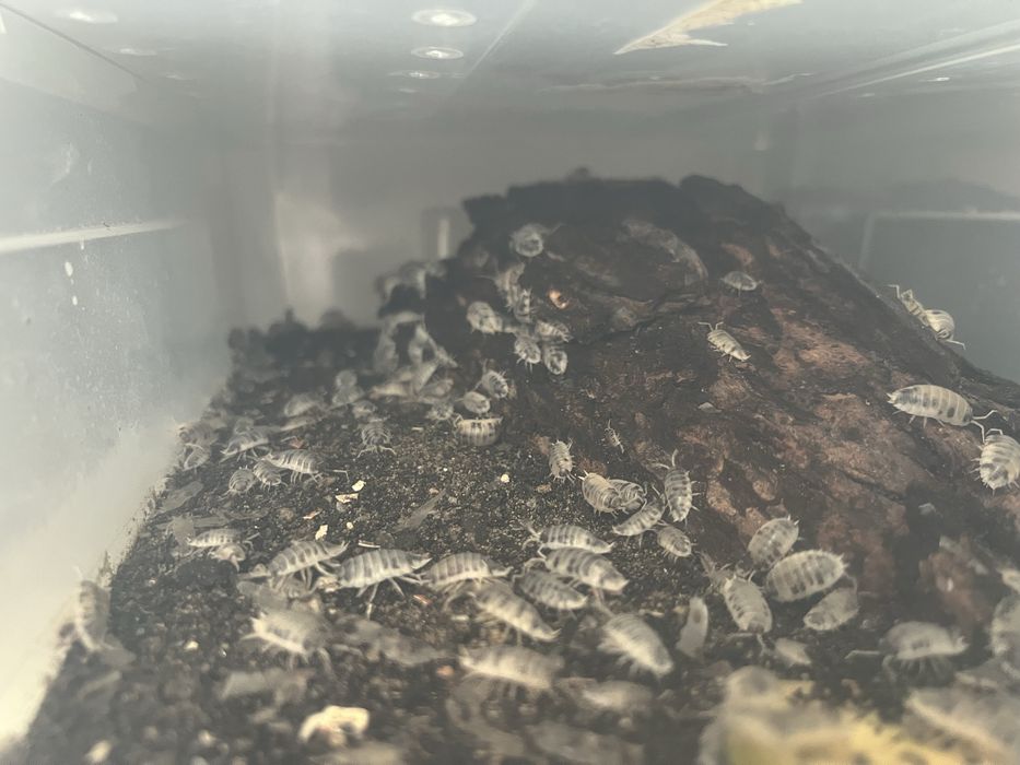 Isopode Dairy Cow 50Buc