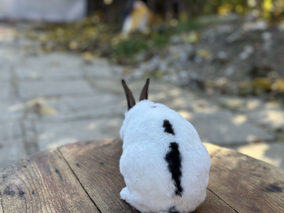 Mascul iepure Rex Pitic!