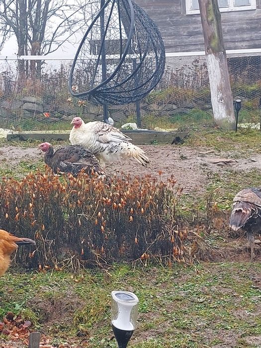 Vand curci si curcani