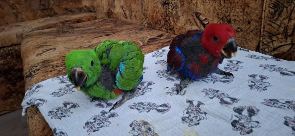 Ръчно хранени папагали Еклектус