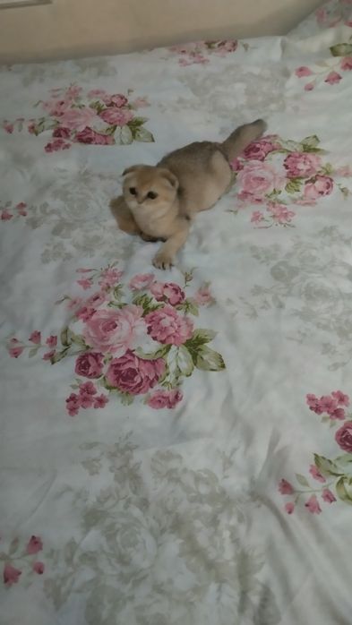 Sotiladi Skotish fold