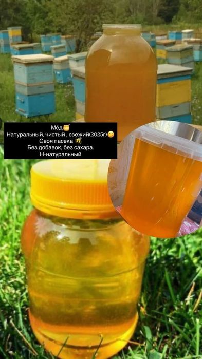 Продам мед этого года