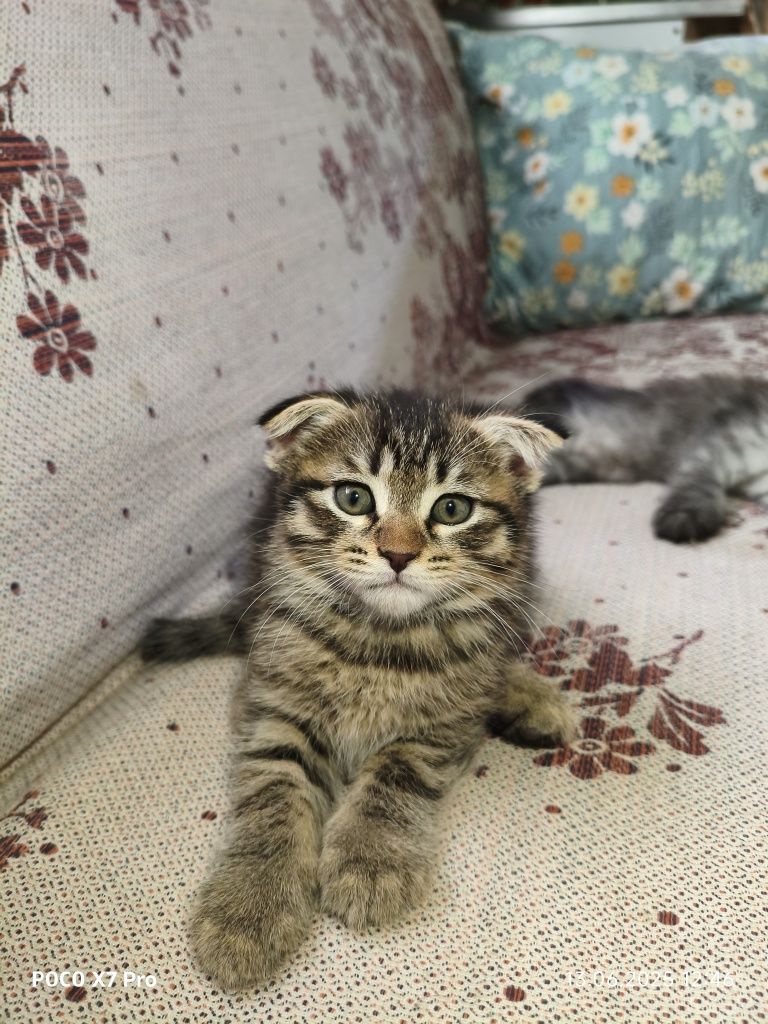 Продаётся скоттиш-фолд