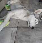 Husky femelă disponibila pentru adopție!