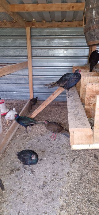 Vand fazani tenebros sau schimb cu alte pasari