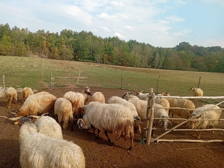 Oii de vanzare  mai multe detali an privat