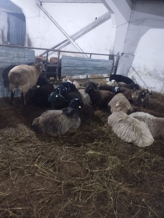 Кошкарлар сатылады