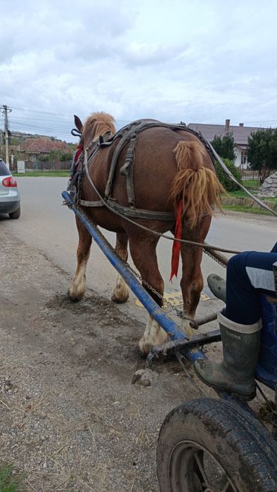 Vând mânz de 3 ani castrat cu acte