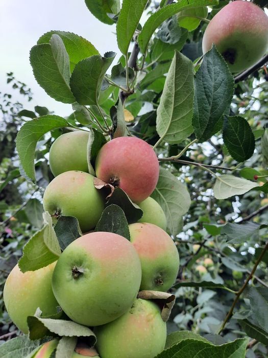 Яблоки сладкие, сочные