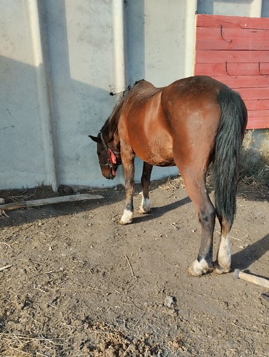 Продам кобылу 550