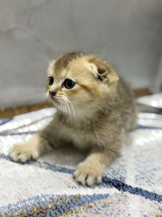 Zalataya shishila 1 yarim oyli