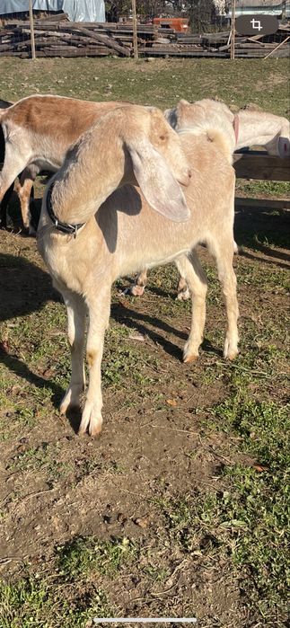 Iede anglonubiene f3-4