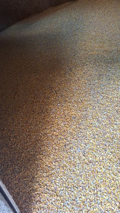 Porunb boabe de vanzare