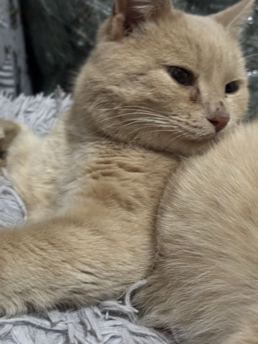 Отдам кота в добрые руки