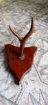 Ornament coarne cerb