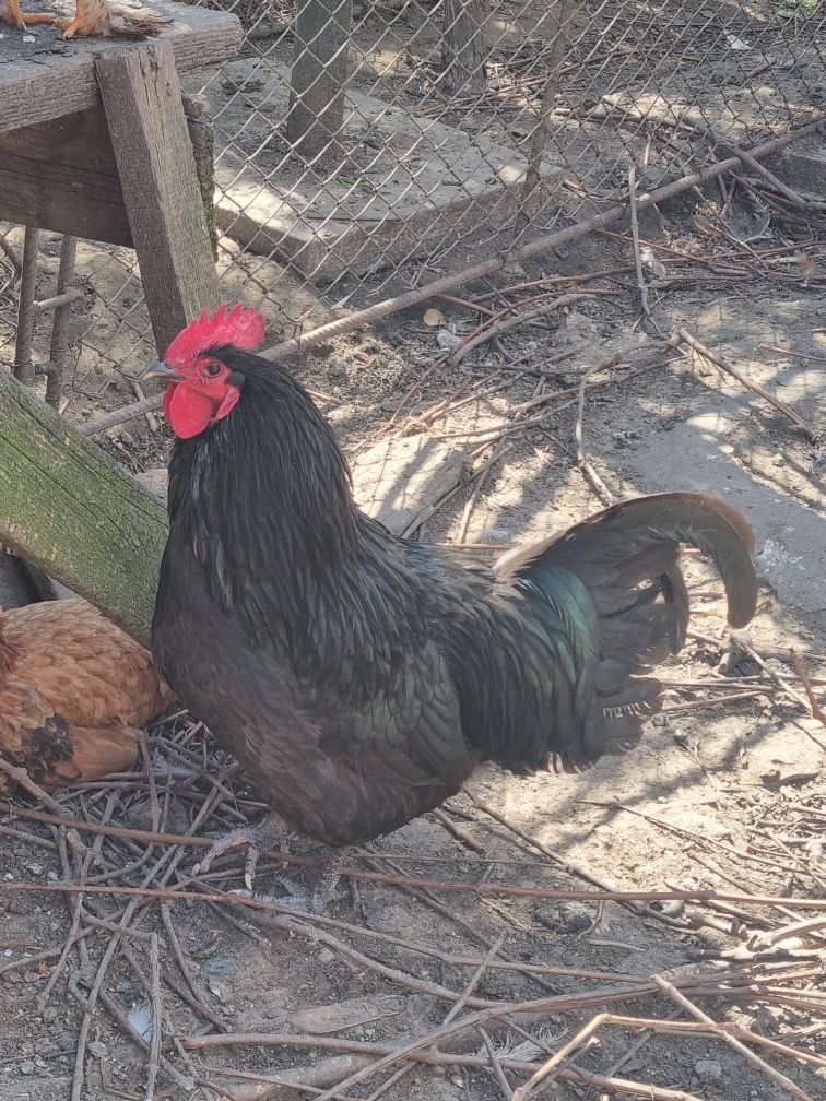 Vand cocos australorp negru