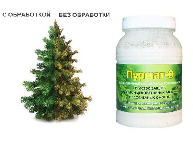Пуршат - чудо-средство от пожелтения и солнечных ожогов хвойных