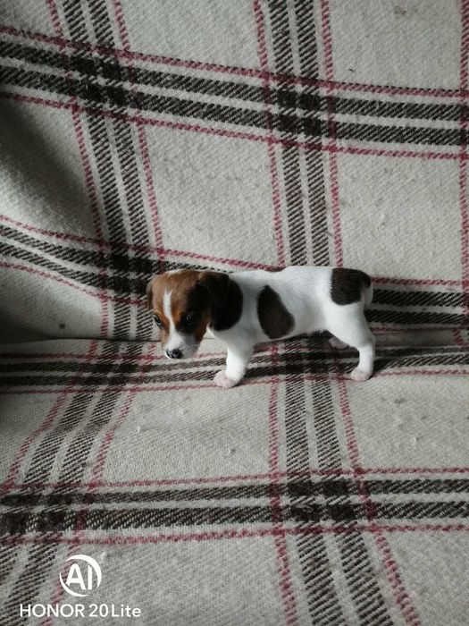 Продавам малки джак ръсел териери