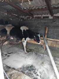 Vând vaca Holstein