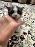 Отдам даром котята