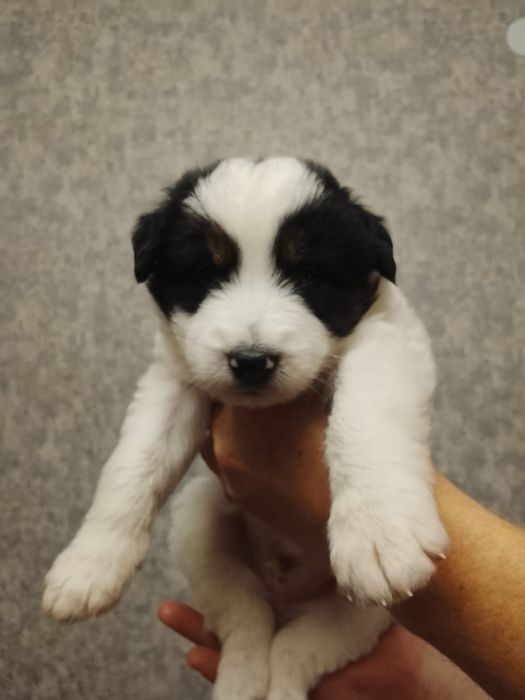 Щенятки Дворянины выбор большой