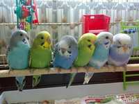 Молоденькие волнистые попугайчики