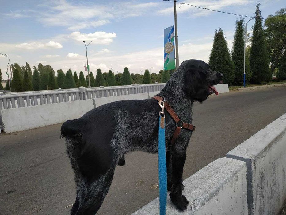 Продаются щенки породы Русский охотничий спаниэль