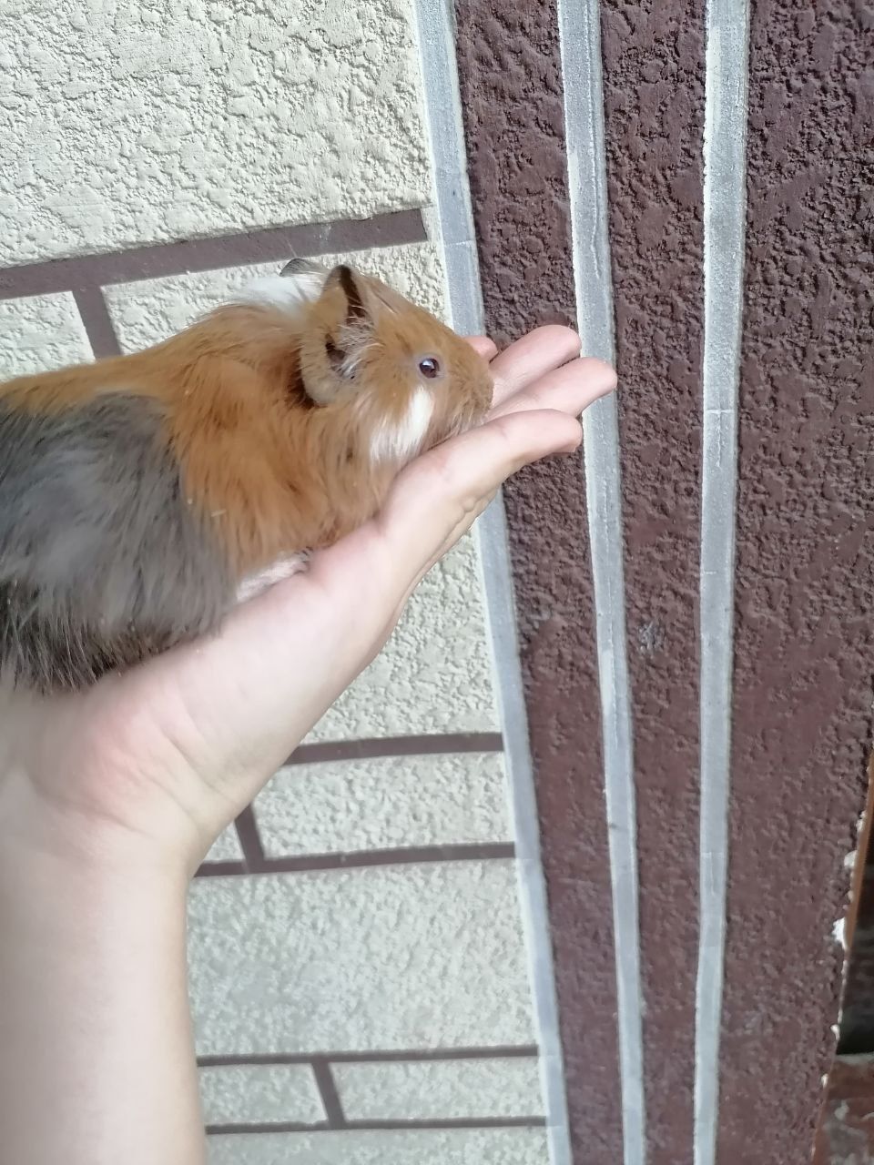 Морские свинки домашние