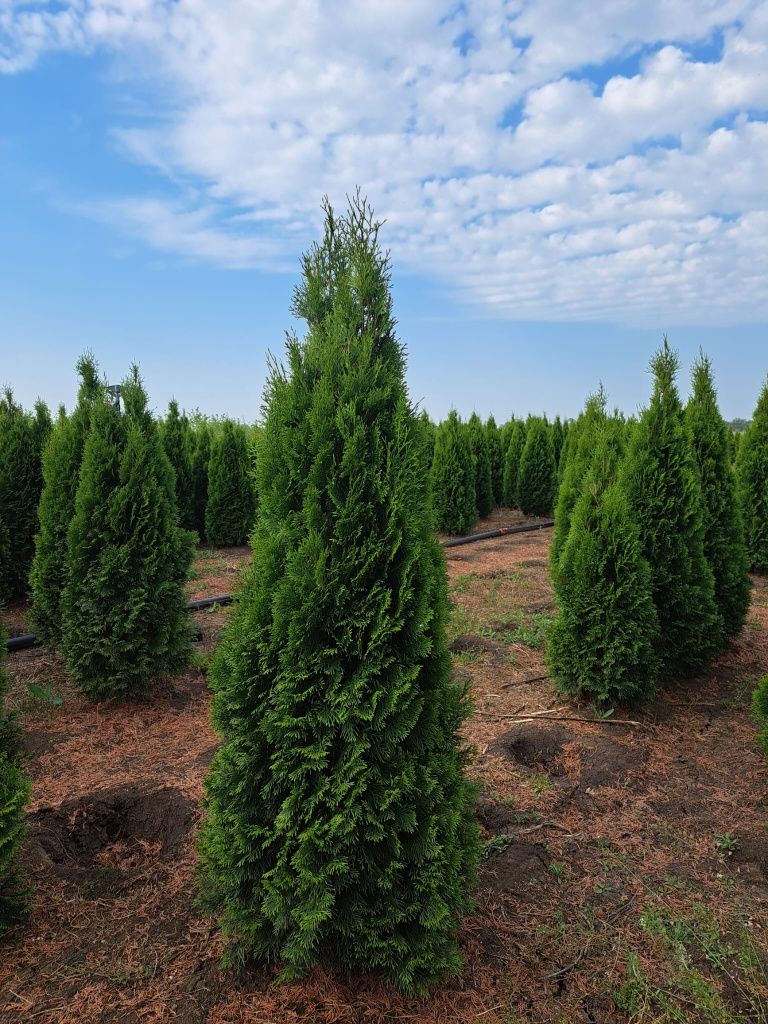 Vând plante ornamentale tuia smarald cedrus magnoli mesteacăn alb