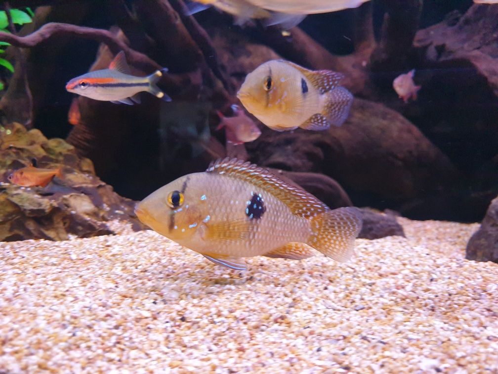 Geophagus. Ciclide. Schimburi cu alte obiecte de acvaristica