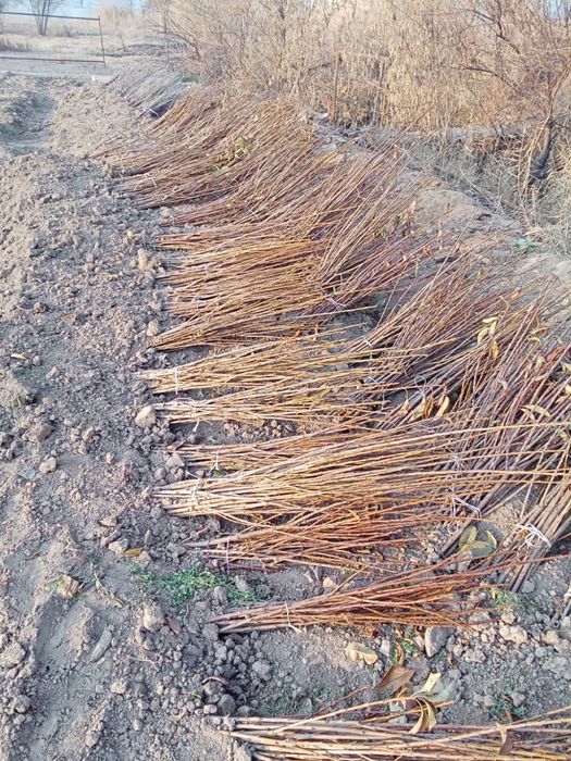 Саженцы деревьев яблоки-черешня