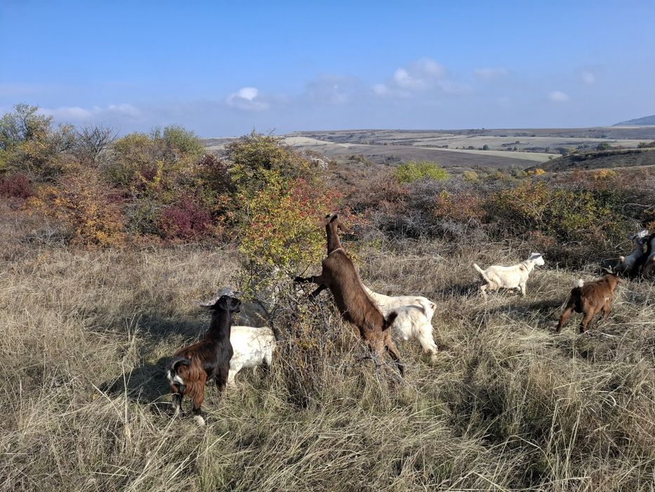 Ярета за клане и дамазлък