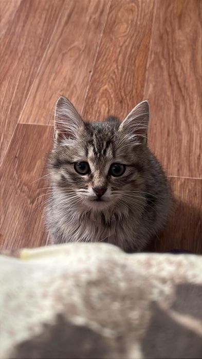 Котёнок со сложной судьбой