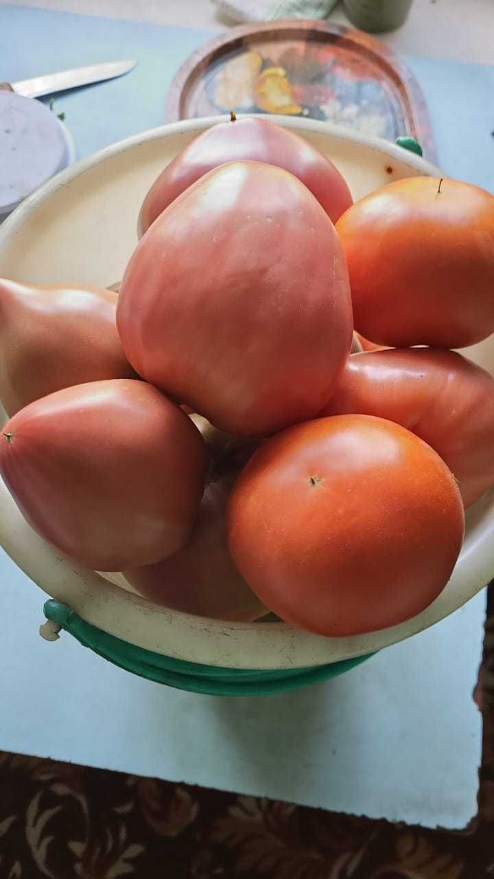 Продаю дачные помидоры,очень вкусные.
