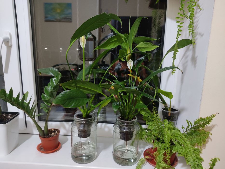 Спатифилиум на фителе  женское счастье  очиститель воздуха