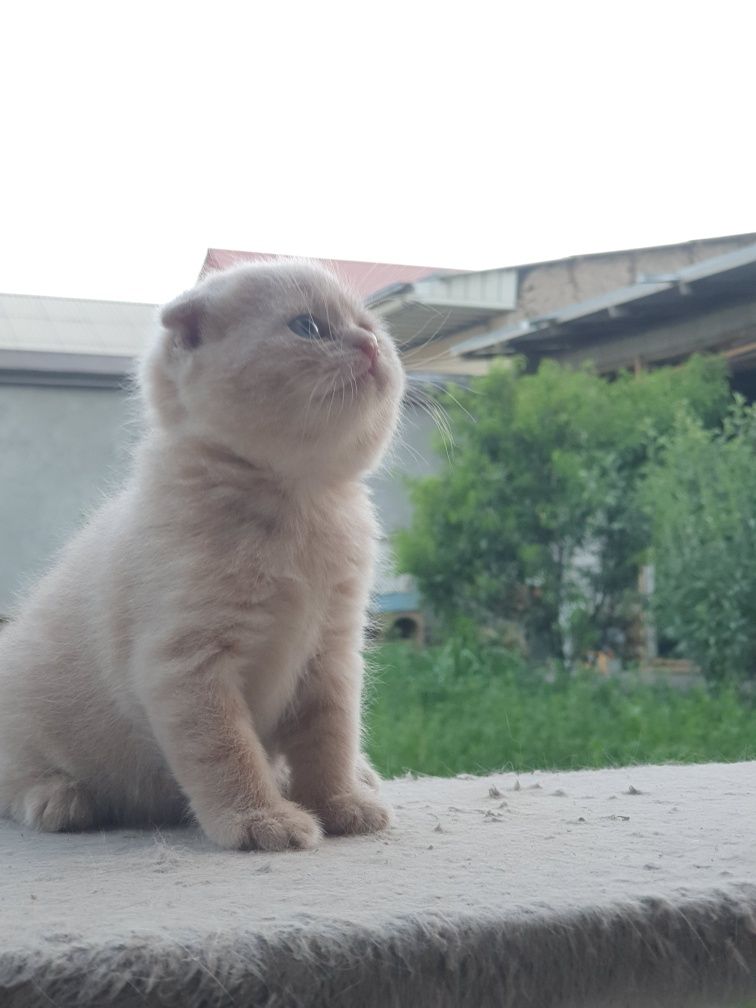 Продаются котята скоттиш фолд