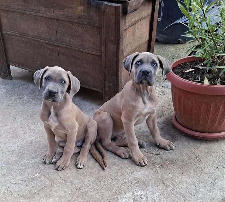 Кане корсо кученца