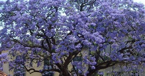 Paulownia tomentosa -Arborele printesei