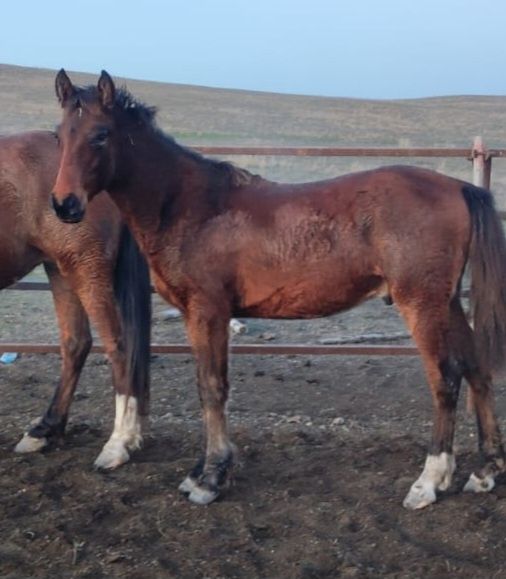 Продаем жеребца годовалого