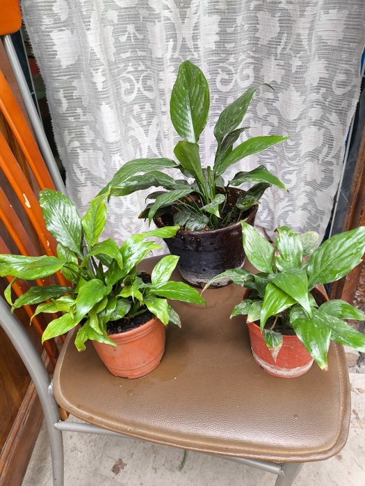 Домашние цветы , очень красивые